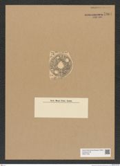 Diatomeae indet. Zeichnungen Sammlung Grunow Nr. 7964 (NHMW-BOT-W0377250)
